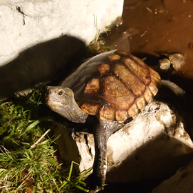 ゴハン頂戴の画像