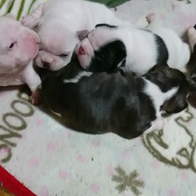 チビブヒ達が動く‼️の画像