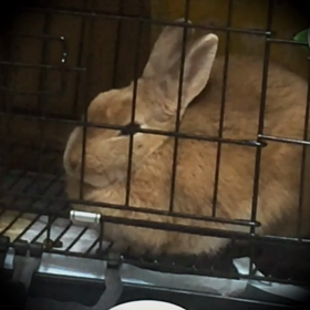 コロン…マロン  その2の画像