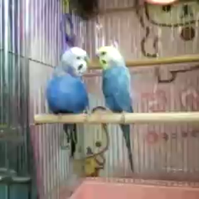 仲良しな二羽の画像