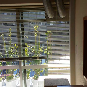 ねこ部屋を掃除した後の風景ですが。の画像