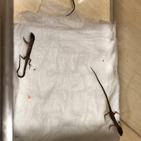 カナヘビ誕生♡の画像