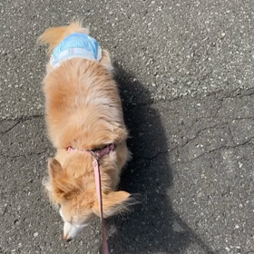 今日のリハビリの画像