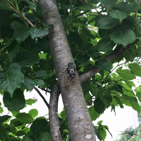 うるさい夏の画像