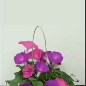 暑中お見舞い申し上げますの画像