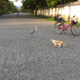 アオサギさんを狙う猫の画像