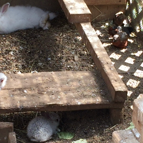 フライングルームの画像