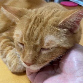 我が子至福の時(笑)の画像