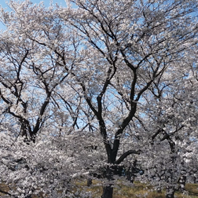 ４月だよ！の画像