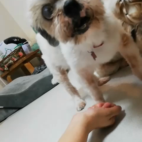 ノーズワーク♪の画像