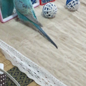 うちのインコの画像