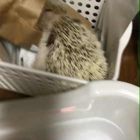 127日目突撃晴栗さんの画像