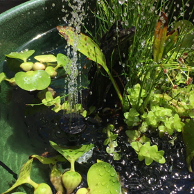 めだか鉢の噴水♪　涼をとるの画像