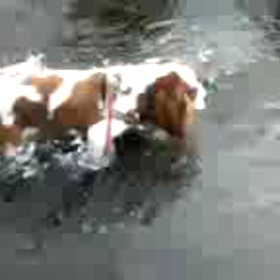 動いているちゃたろう君の画像