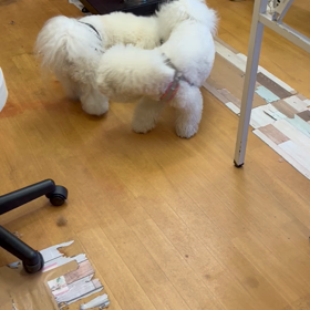 朝からビジョン祭りの画像