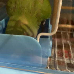 おはようーの画像