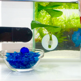 キラくんの蝶のようなフレアリングの画像