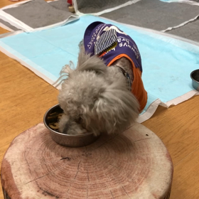 黙々と食べてます。の画像