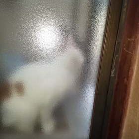 お散歩なのか⁉の画像