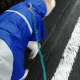 ☔の日はゆっくり自由散歩になっちゃって、玄関から未来丸の思うがままに歩かせてみた。ゆっくりだけの画像