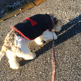 お約束の靴下の画像