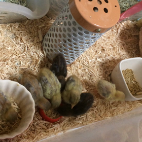 産まれて6日目の画像