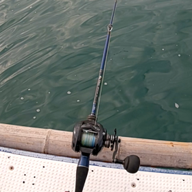 瀬戸内アコウと？の画像