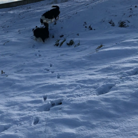 初雪   お預かり中マロちゃんの画像