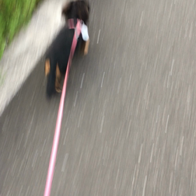 はじめての朝んぽ(^_^;)の画像