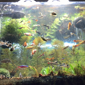 日記、2018/02/02。フローディフレクターを出してみました。の画像