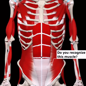腹横筋の選択的収縮の画像