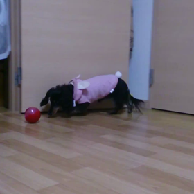 ボール遊び♪の画像