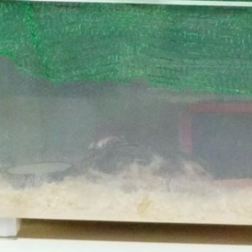 巣作り❗の画像