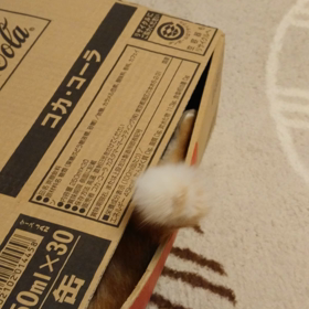 箱の中身の画像