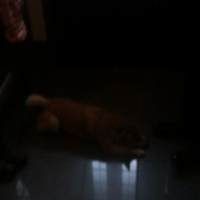 ご主人のお帰りですが…の画像