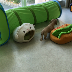 ♪プレイルーム動画♪の画像