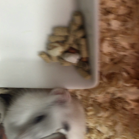 モグモグモニモニの画像