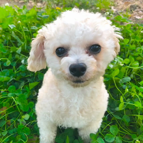 銀座のことなら銀座ママニュース　  銀座ホステスから300万だまし取った塗装業男逮捕の画像