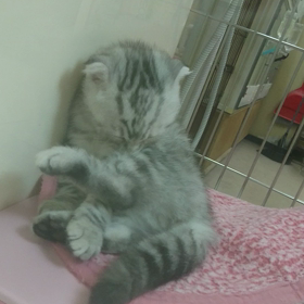 モンチビニャンニャン(^^)の画像