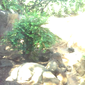 ホノルル　ズー♪の画像