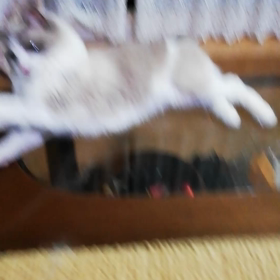 むぎ、じゃれるの画像