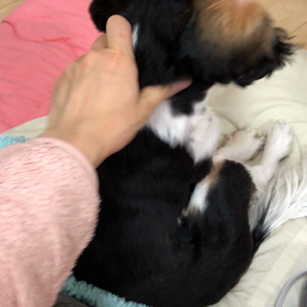 ■ヘアドライヤー■の画像