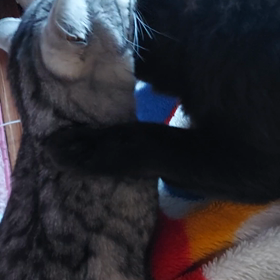 母ちゃんの膝から降りない(T_T)の画像