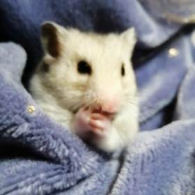 キュートすぎるいくらさん。の画像