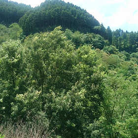 風に吹かれての画像