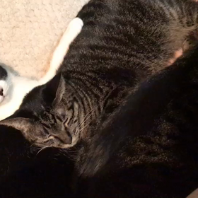 ハーレムってこういうこと⁈の画像