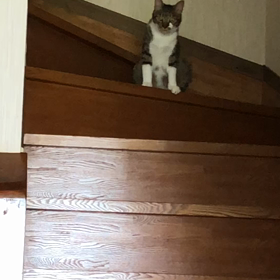 朝エアコン付けないのは嫌がらせじゃないよ！初めて扇風機。の画像