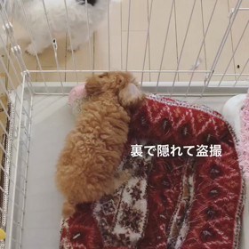 ♡my sweet baby's♡の画像