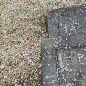 あられやこんこんの画像