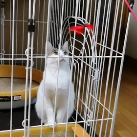 遊ぶミッケちゃんの画像